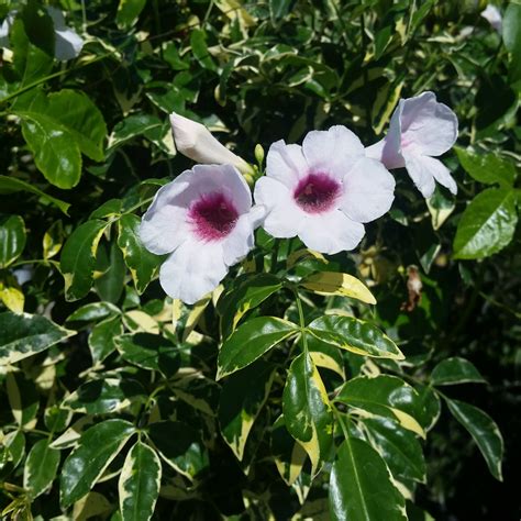 Pandorea Jasminoides Variegata Bower Vine Mid Valley Trees