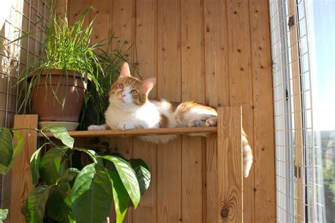 10 Ideas for a Cat Friendly Balcony - Balcony Boss