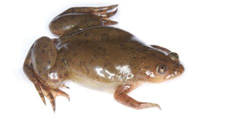 Xenopus University Of Cambridge