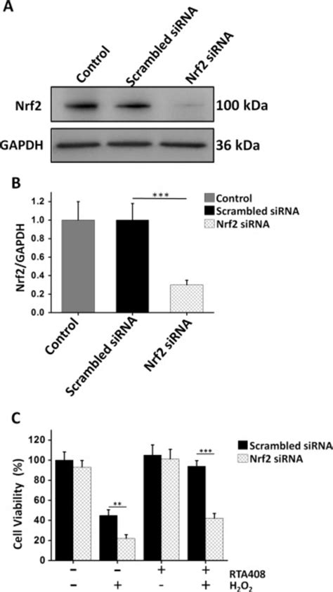 Nrf Knockdown Abolished The Cytoprotective Effects Of Rta In Rpe