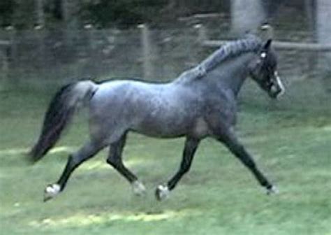 Blue Roan. Welsh Pony | Connemara pony, Beautiful horses, Welsh pony