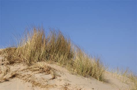 dunes  photo  freeimages