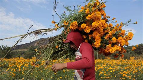 Qué hacer con el cempasúchil que sobró de la ofrenda