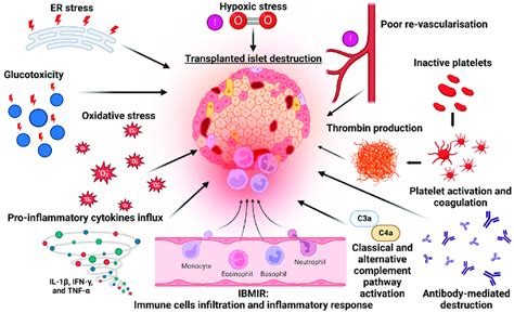 Mechanisms Of Beta Cell Destruction Following Islet Transplantation