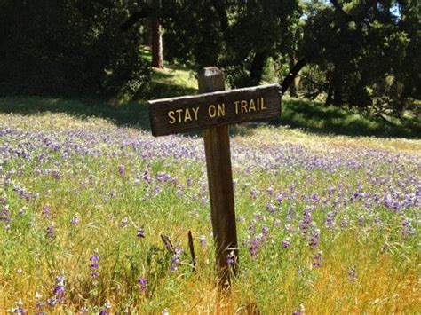 Where to Find the Best Wildflowers in Santa Cruz County - Visit Santa ...