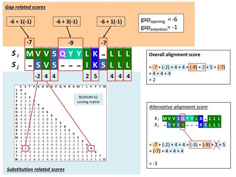 Pairwise Sequence Alignment