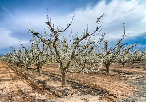 Floraci N En Cieza Murcia Florece Por El Norte Viajar Es Vivir