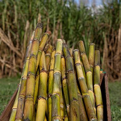 Sugarcane Plant Breeding Program University Of Florida Institute