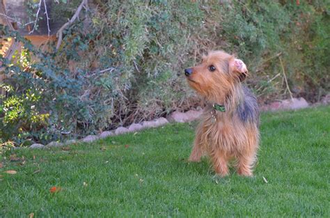 Dorkie Mixed Dog Breed Pictures Characteristics And Facts