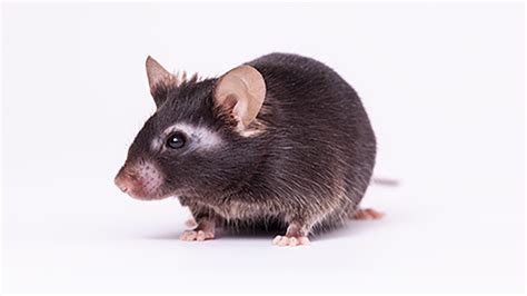 Including Aged Mice In Immuno Oncology Research