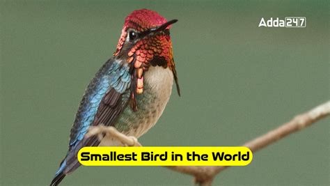 Smallest Bird in the World