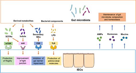 Human Normal Microbiota Begin To Develop