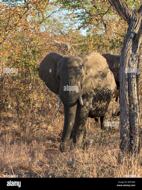 South-Africa Safari, Elephant Stock Photo - Alamy