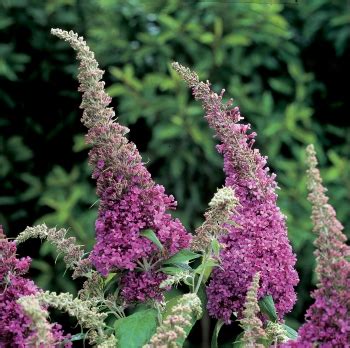 Buddleja Davidii Peacock Peakeep Horticulture Dumont