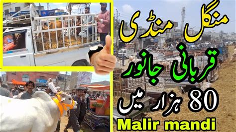 Mangal Malir Mandi Cow New Rates Update Janwar Ki Qeemat Kam Hogai