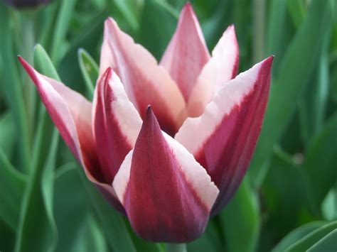 Photo: Red and White Tulips - Andy Arthur.org