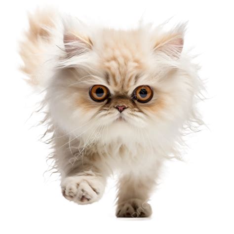 Determined Persian Cat On A Mission White Background Determined