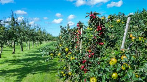 Types Of Orchards And All You Need To Know About Them Farming Base