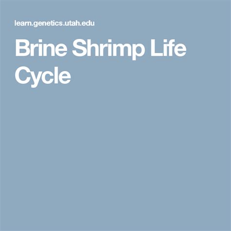 Life Cycle Of Brine Shrimp