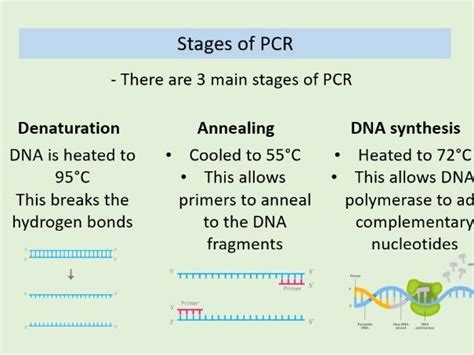 Pcr Aqa A Level Biology Polymerase Chain Reaction Teaching Resources