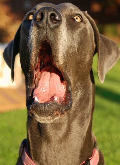 Great Dane Teeth Everything You Need To Know A Z Animals