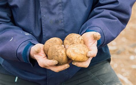 Produce Higher Potato Yields Via Precision Irrigation Avital