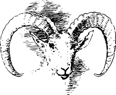 Free Clipart Of A Bighorn Sheep