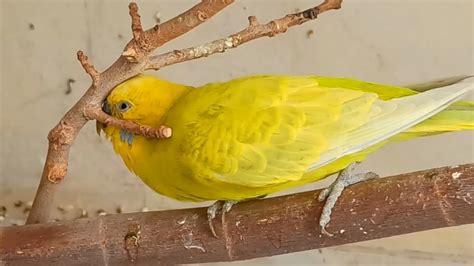 Brilliant Color Parakeet Scratch His Head With Tree Branch