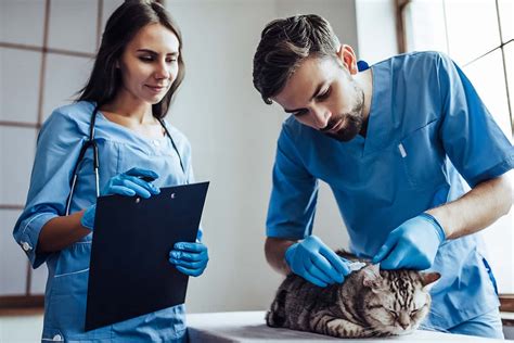 Are You Right For A Vet Assistant Position International Career