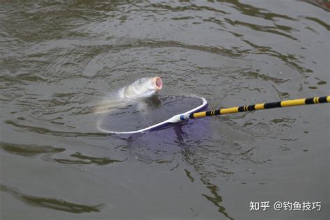 黑坑鲤鱼怎么钓钓黑坑鲤鱼想要爆护可以按照这个方法开饵打窝 知乎