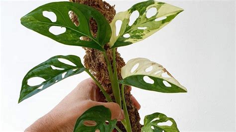 deretan alasan absurd  tanaman janda bolong bisa mahal padahal