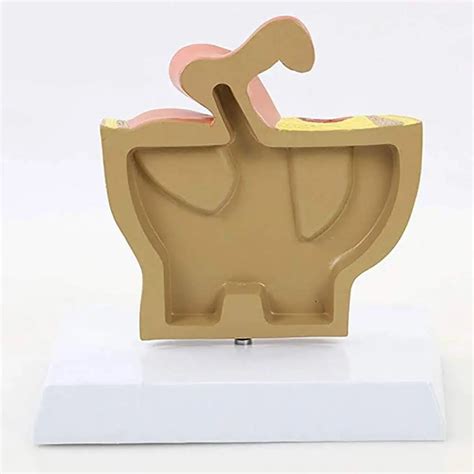 Sagittal Anatomical Model Of Mini Female Pelvis Female Genitourinary