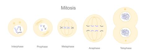 Anaphase Images – Browse 4,920 Stock Photos, Vectors, and Video | Adobe ...