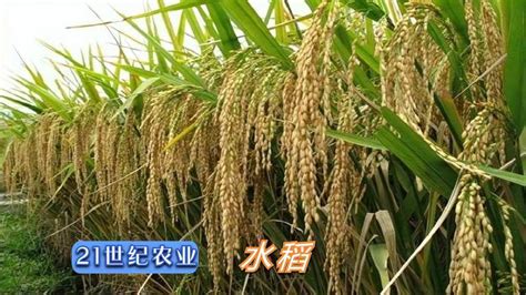 稻米的一生｜现代农业种植和收获水稻加工成大米｜稻谷生长过程三农农民生活好看视频