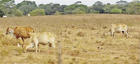 Fao Urge Adoptar Medidas Efectivas Para Mitigar Los Efectos De Las