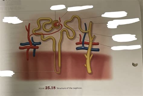 Structure Of Nephron Class 10 Diagram