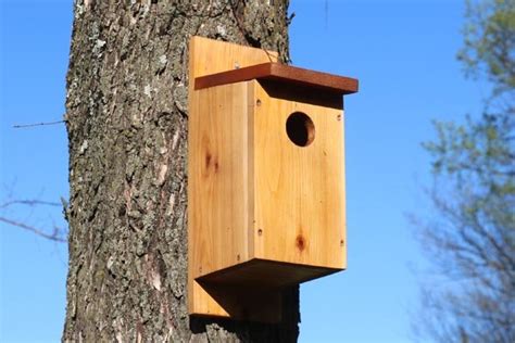 Bird House Plans (20+ Free, Beginner Birdhouse Designs)