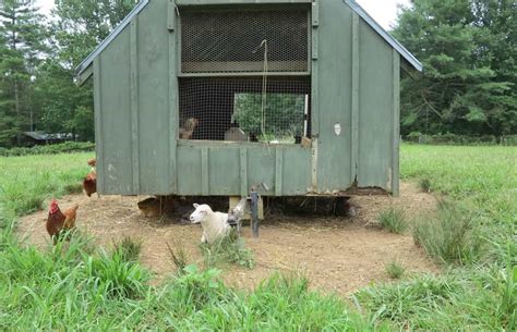 Ultimate Guide To Raising Naked Neck Chickens Feeding Egg Production