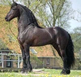 Friesian Breeders