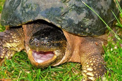 When Do Snapping Turtles Lay Eggs A Guide To Reproduction Reptiles Hub