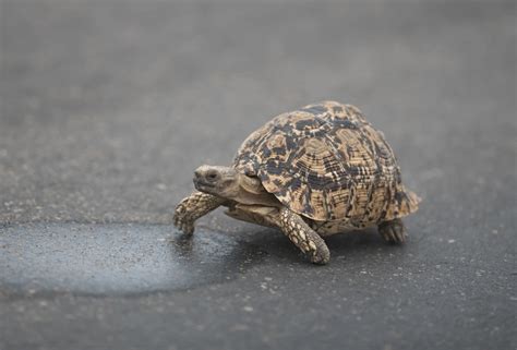 Los Mejores Nombres Para Tortugas Este 2024 Nombres Para Mascotas