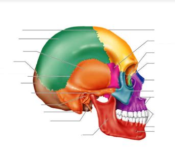 A P Skull Anatomy Diagram Quizlet