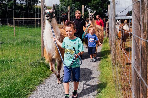 Llama Trekking The Jungle Ni