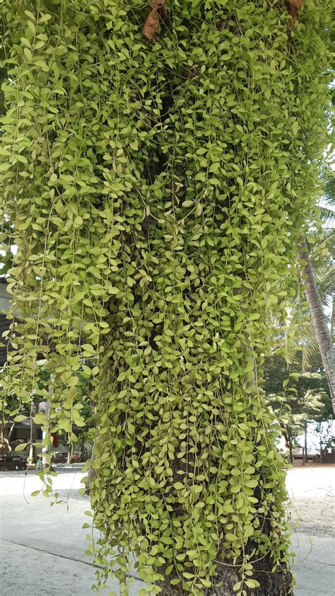 buchu ilesol pharmaceuticals