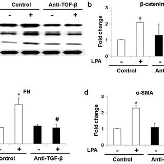 Tgf Induced The Expression Of Catenin Fn And Sma In Human Lung