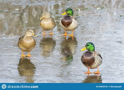 Adult Breeding Male And Female Mallard Ducks Anas Platyrhynchos