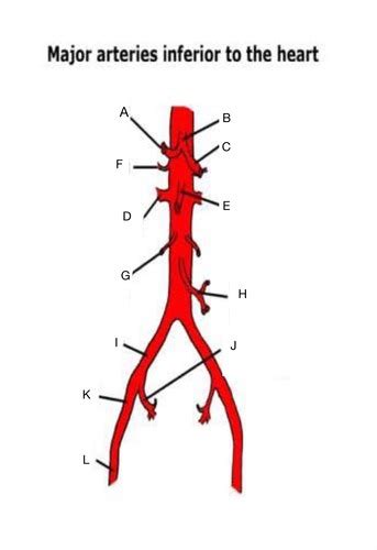 Chapter 7 Abdominal Vasculature Flashcards Quizlet