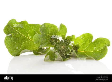 Healthy Burdock Plant Stock Photo Alamy