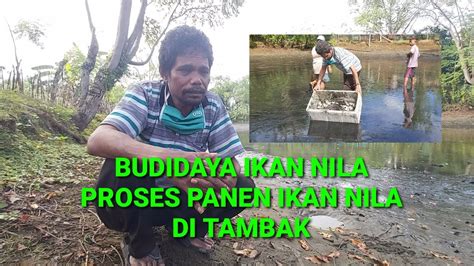 Budidaya Ikan Nila Proses Panen Ikan Nila Di Tambak Youtube