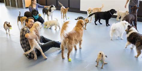 Los 6 mejores criaderos de perros en Córdoba